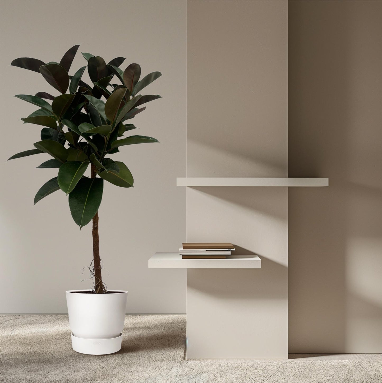 Ficus Elastica Robusta stam - 130 cm - Ø24cm