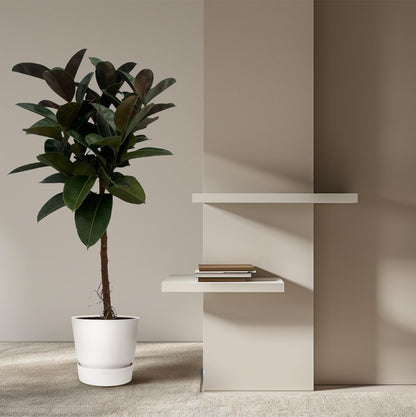 Ficus Elastica Robusta stam - 130 cm - Ø24cm