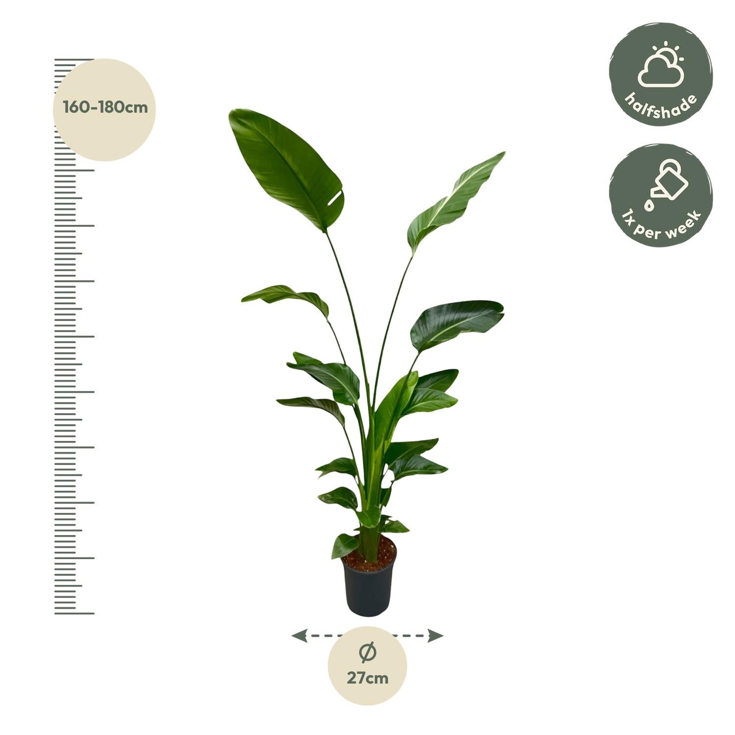 Strelitzia Nicolai - 170 cm - ⌀24