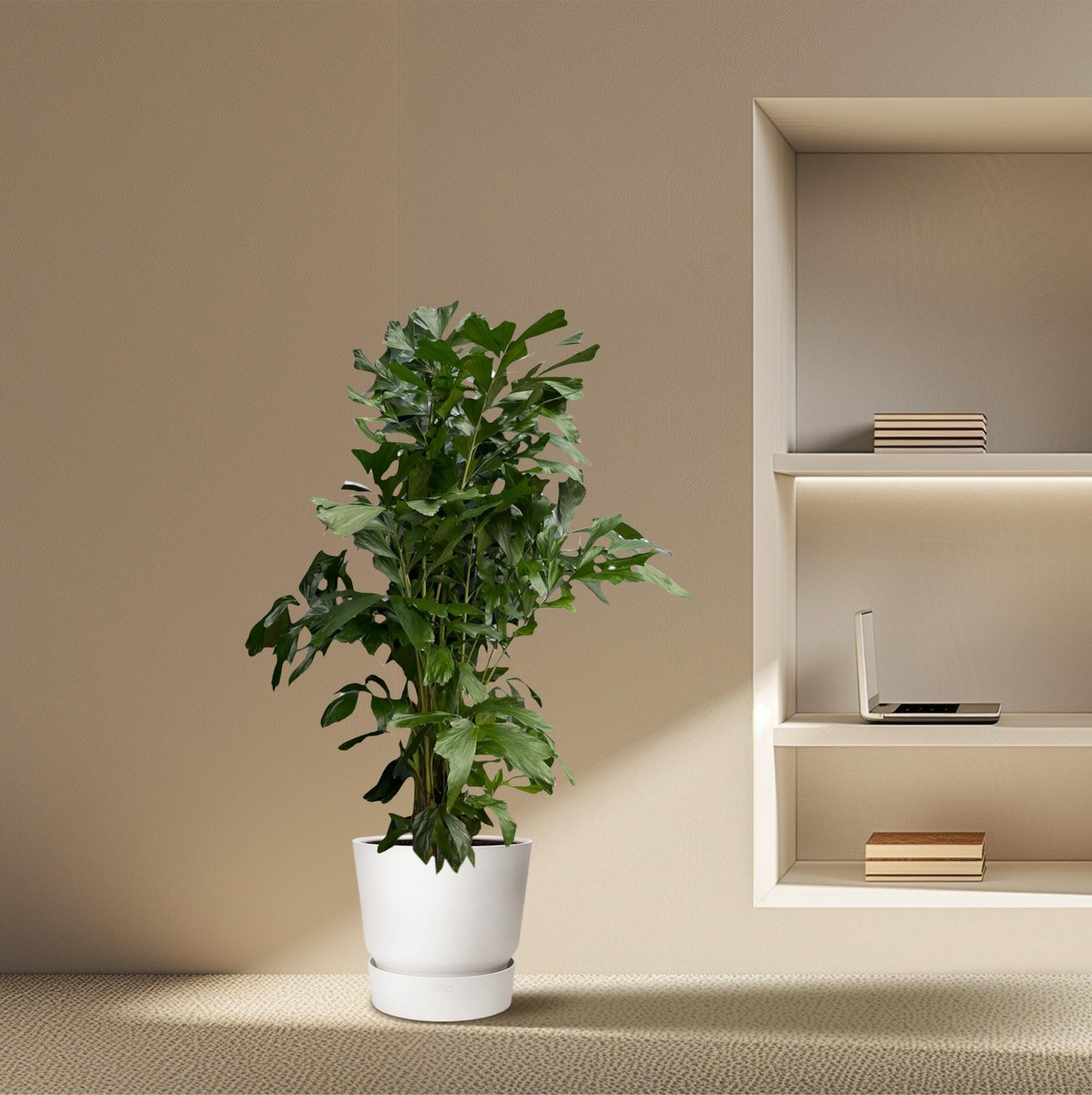Caryota Mitis - 160 cm - Ø24