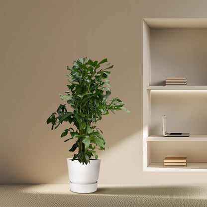 Caryota Mitis - 160 cm - Ø24