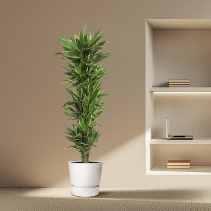 Dracaena Golden Coast - 200 cm - ø34