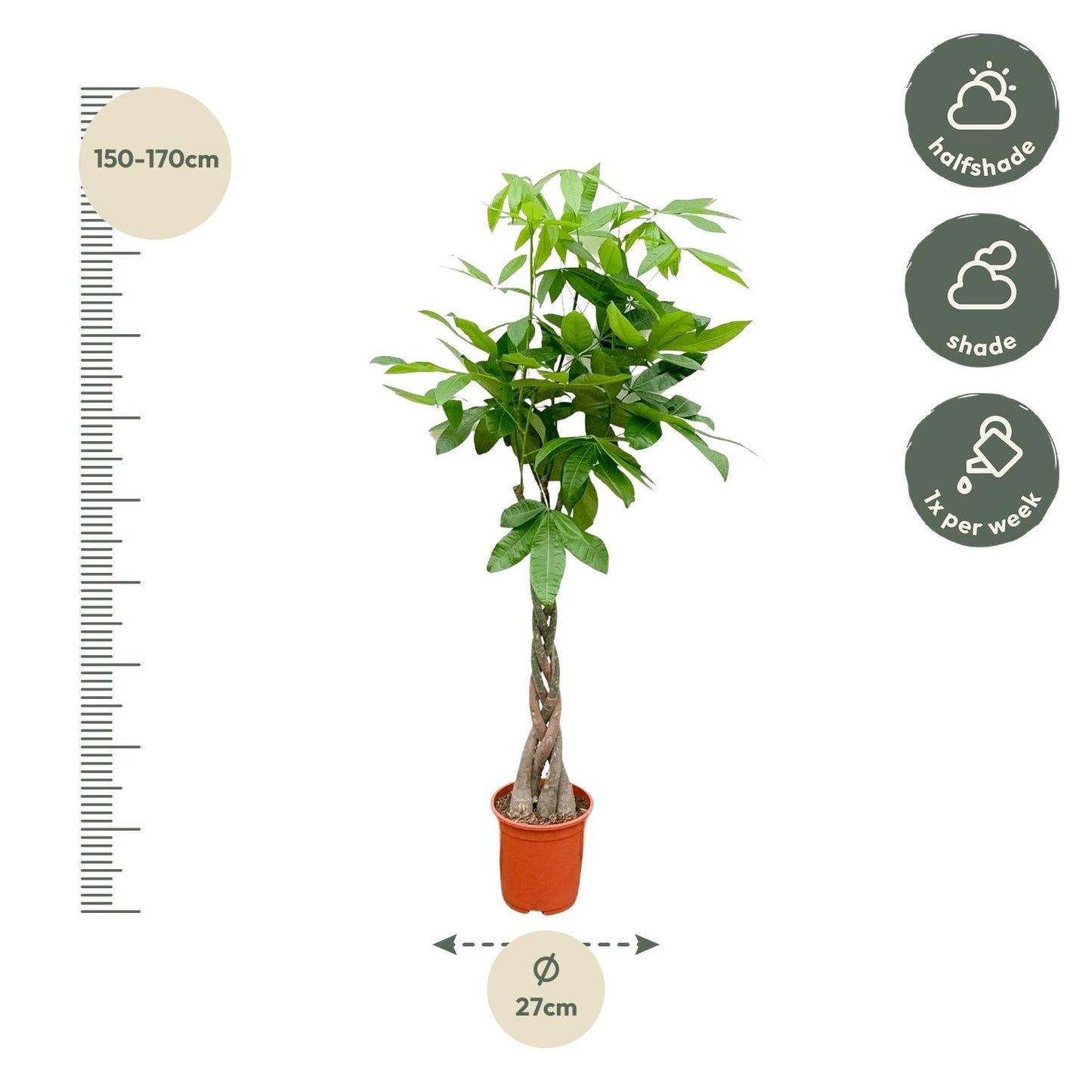 Pachira Aquatica - 140cm - ø 21-24cm