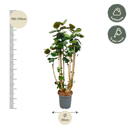 Polysicas Fabian XXL - 150 cm - ⌀30