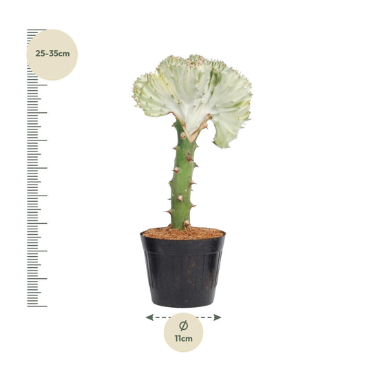 Euphorbia lactea Cristata wit - 30 cm - ø10,5