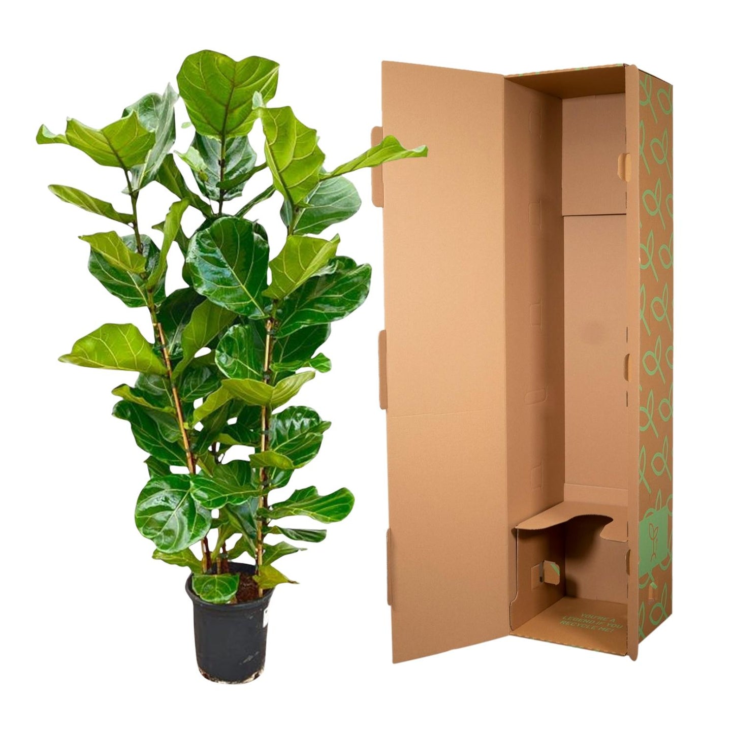 Ficus Lyrata struik - 160 cm - Ø27