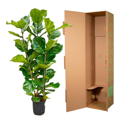 Ficus Lyrata struik - 160 cm - Ø27