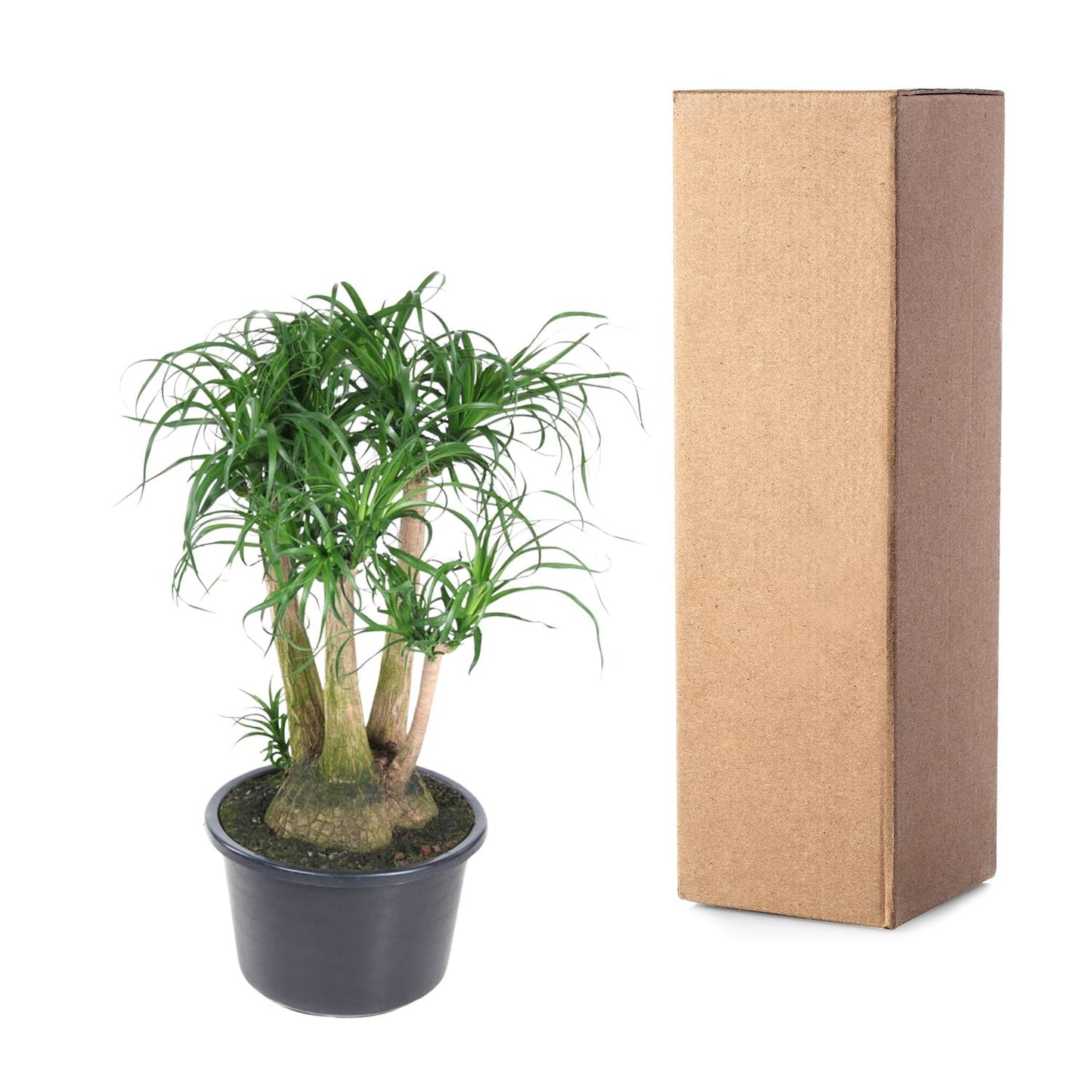 Beaucarnea vertakt - 110 cm - ø41