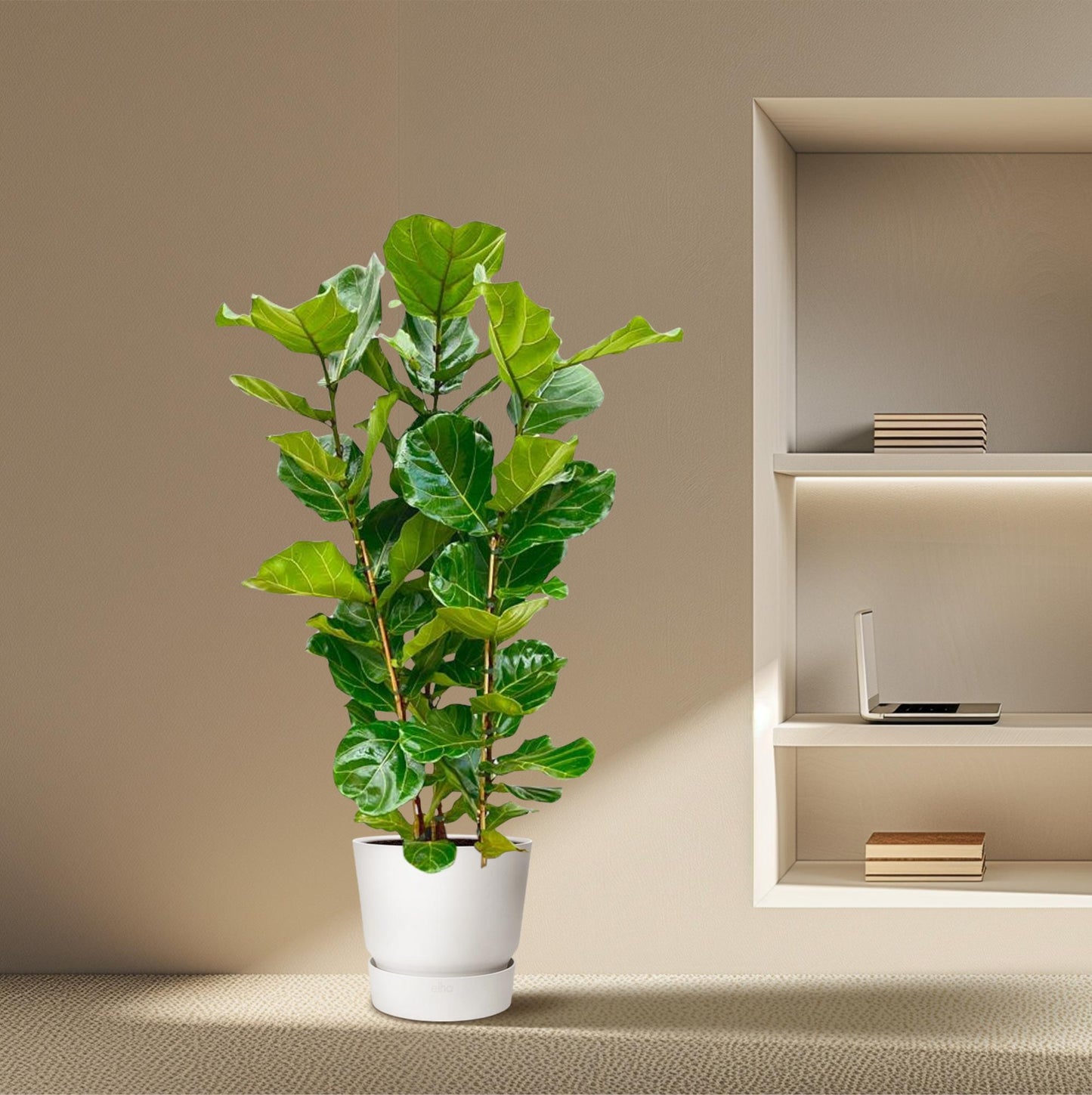 Ficus Lyrata struik - 160 cm - Ø27