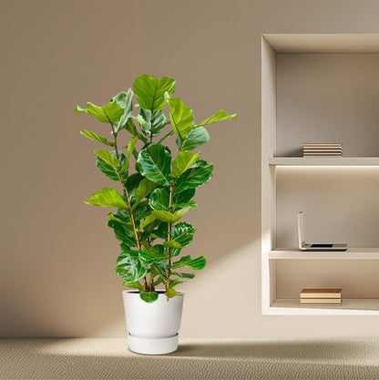 Ficus Lyrata struik - 160 cm - Ø27