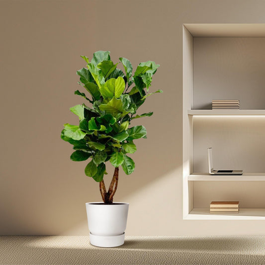 Ficus Lyrata vertakt XL - 180cm - ø34
