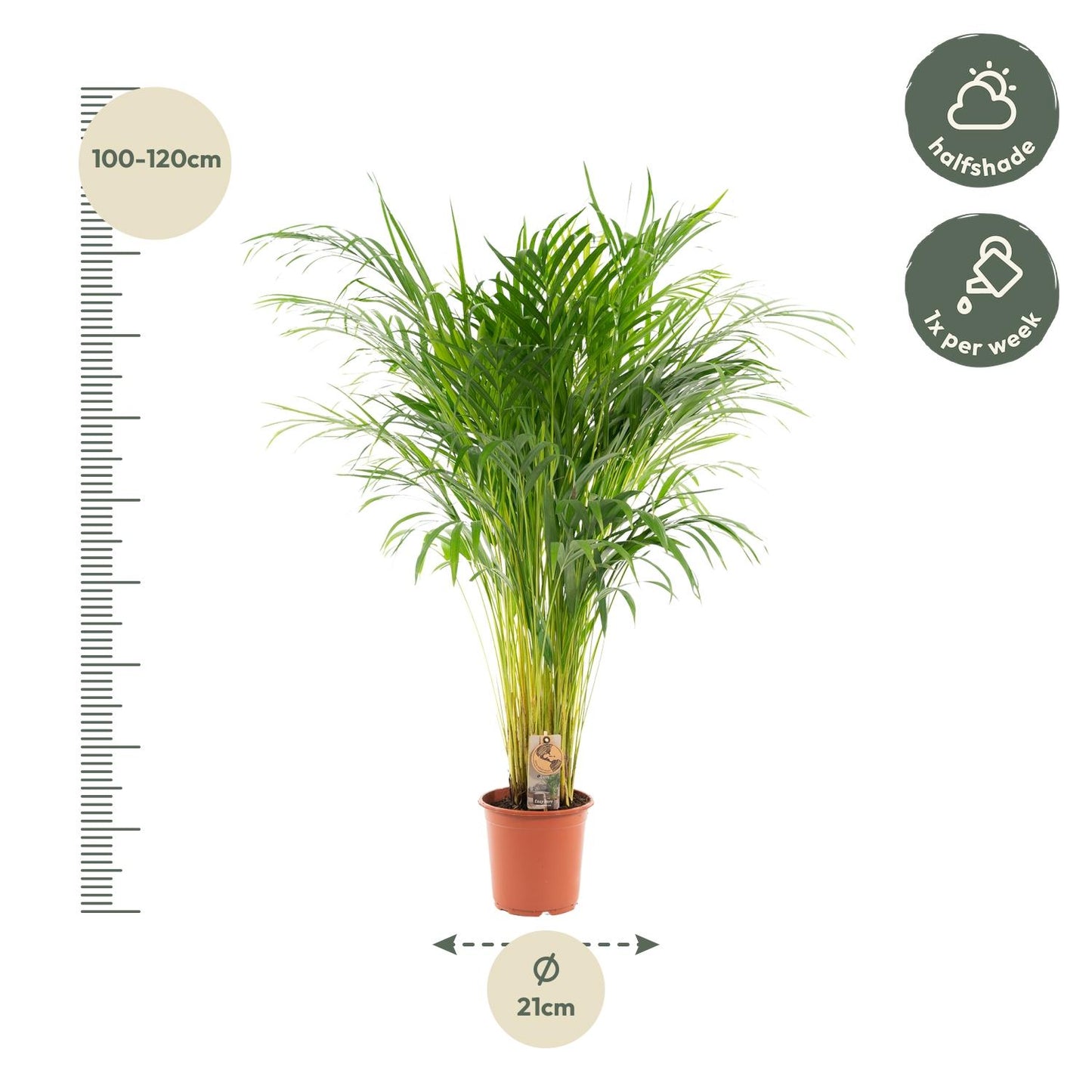 Areca palm - Ø21cm - ↕100cm
