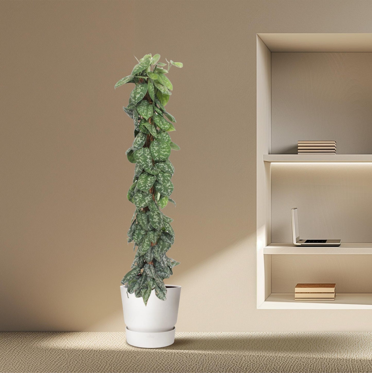 Scindapsus Pictus Trebie mosstok - 160 cm - ø30