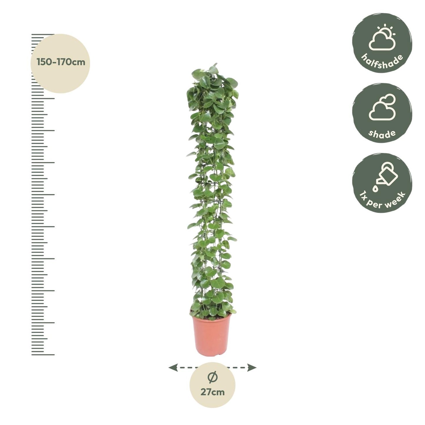 Cissus rotundifolia gaasrek - 160 cm - ø27