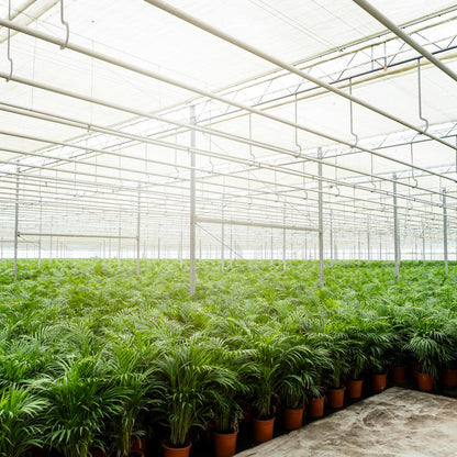 Areca palm - Ø21cm - ↕100cm