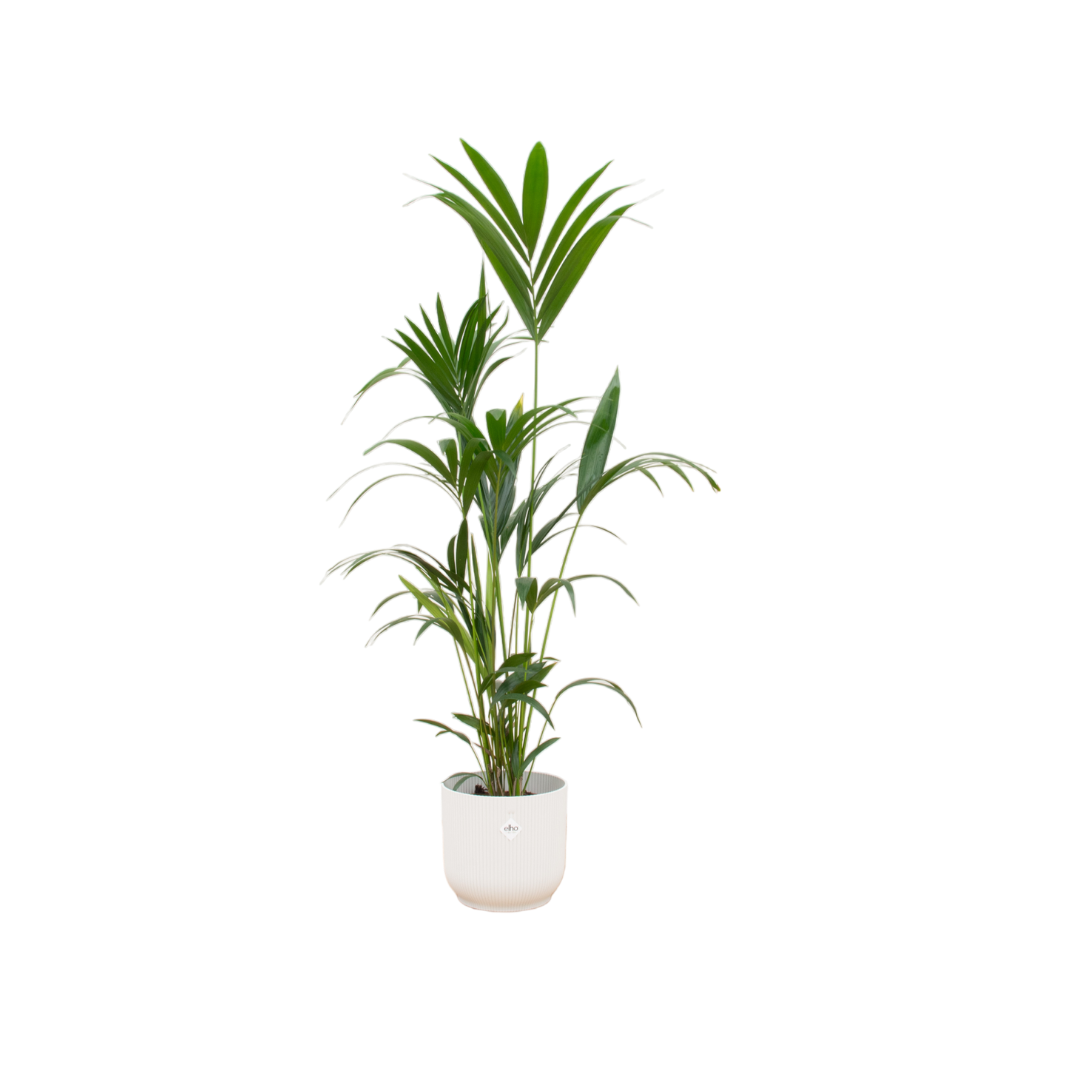 Combi deal - Kentia palm inclusief elho Vibes Fold Round wit Ø30 - 160 cm