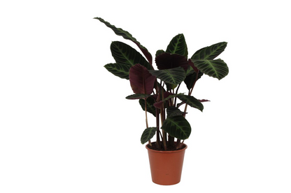Calathea Warscewiczii - 90 cm - Ø24cm