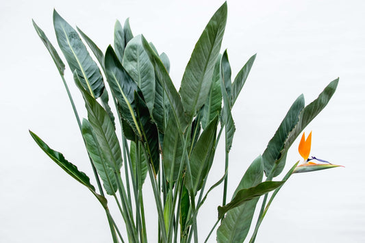 Strelitzia Reginae XL - 150cm - ⌀30