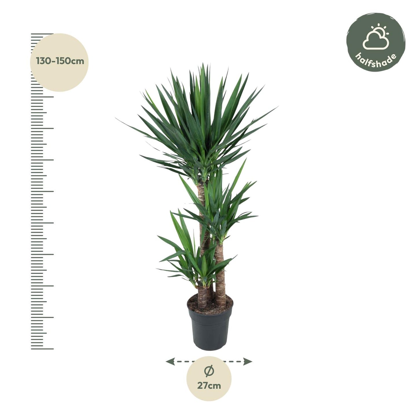 Yucca Elephantipe - 140 cm - ø24