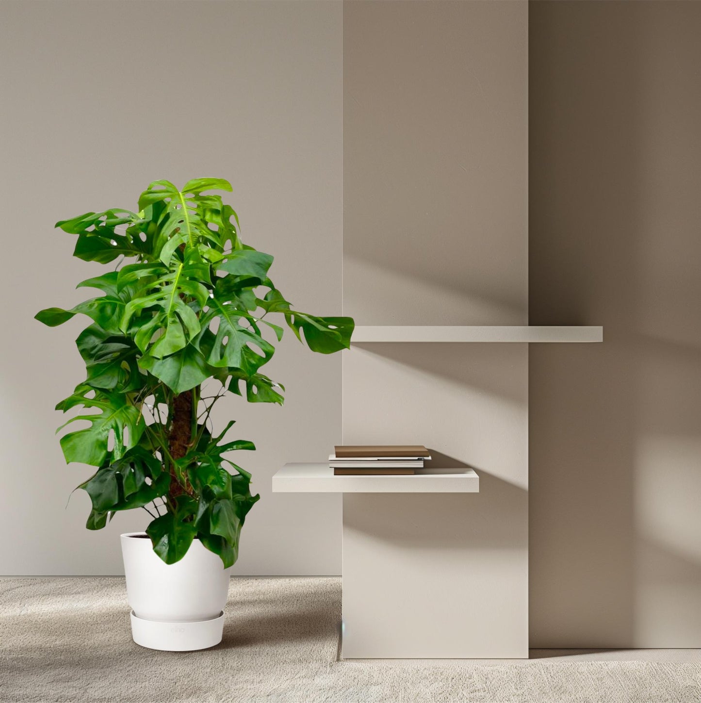 Monstera Deliciosa XXL - 145cm - ⌀27