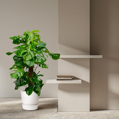 Monstera Deliciosa XXL - 145cm - ⌀27