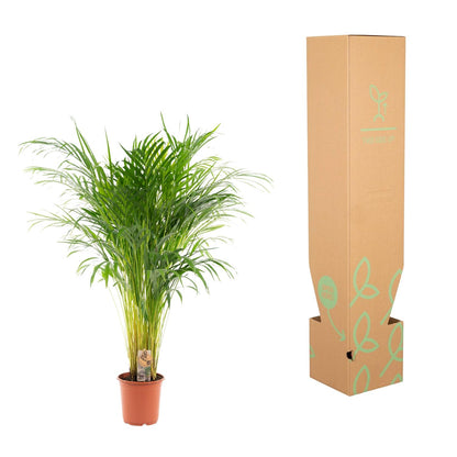 Areca palm - Ø21cm - ↕100cm