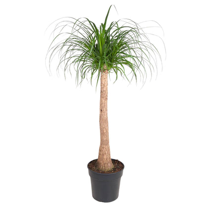 Beaucarnea stam - 120 cm - ø32