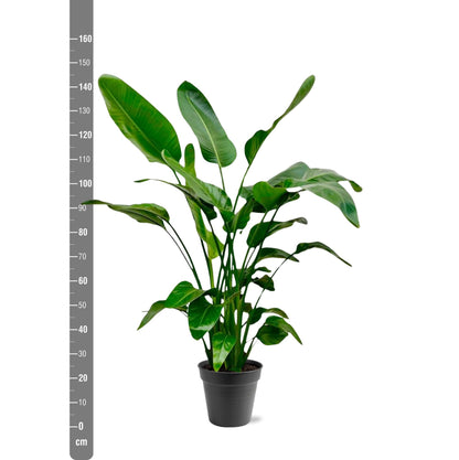 Strelitzia Nicolai - 150cm - Ø24