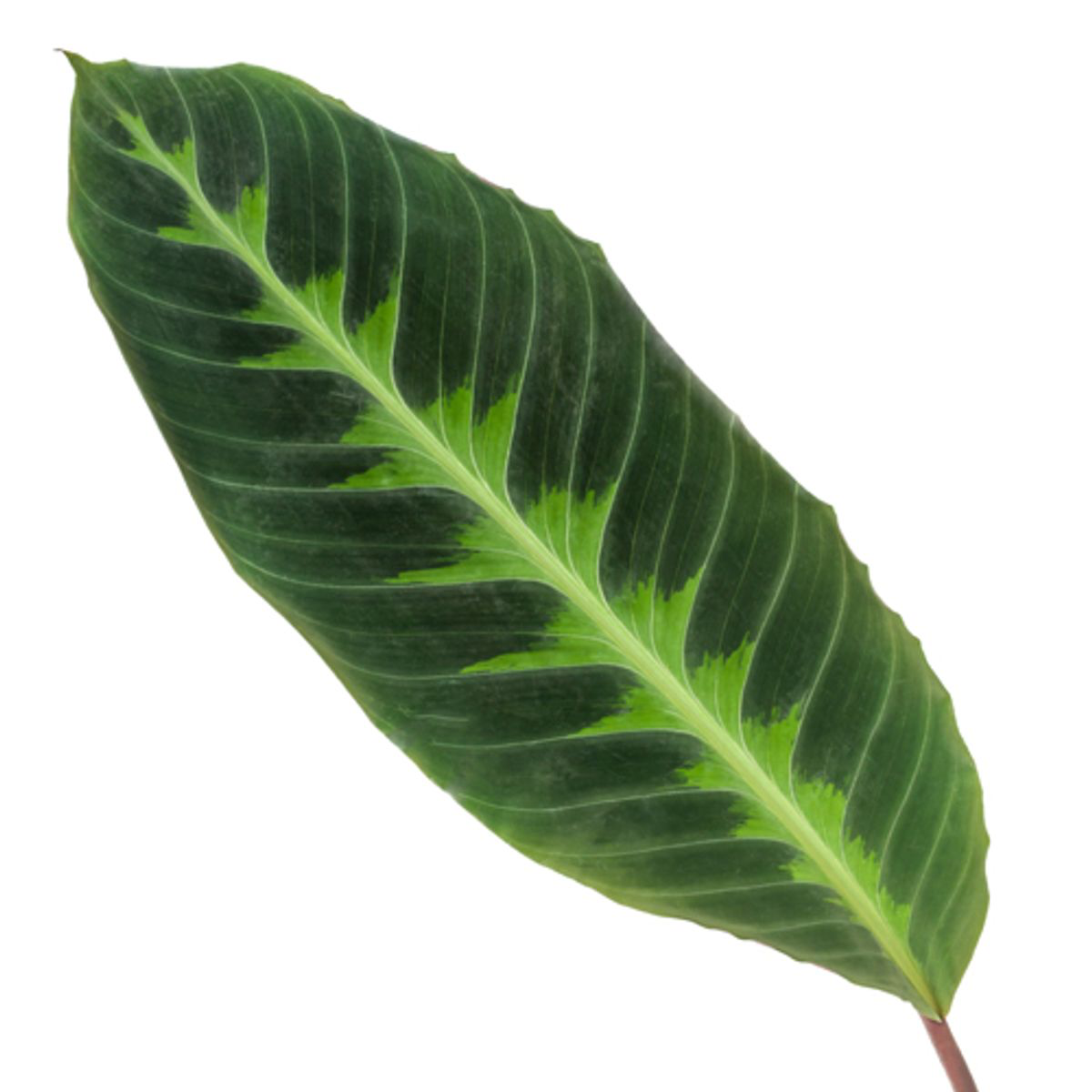 Calathea Warscewiczii - 90 cm - Ø24cm