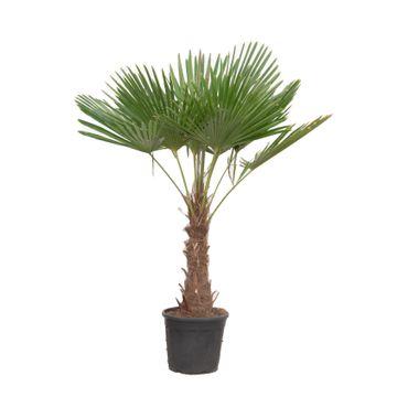 Trachycarpus Fortuneii - 180-200 cm - Ø40cm
