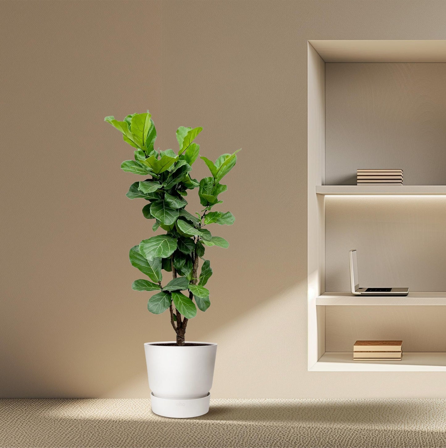 Ficus Lyrata vertakt - 150cm - ⌀24-27