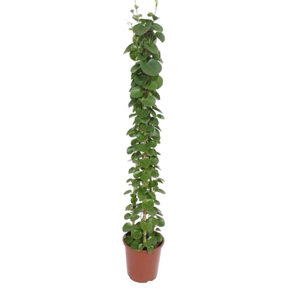 Cissus rotundifolia pyramide - 160 cm - ø27