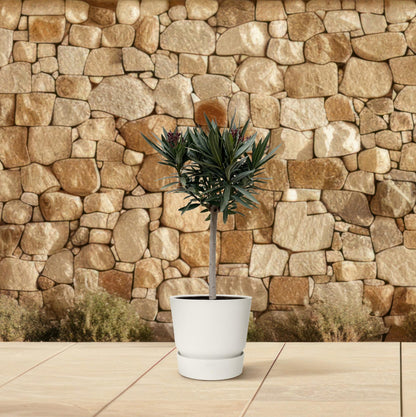 Nerium Oleander op stam met rode bloem - 90cm - Ø22
