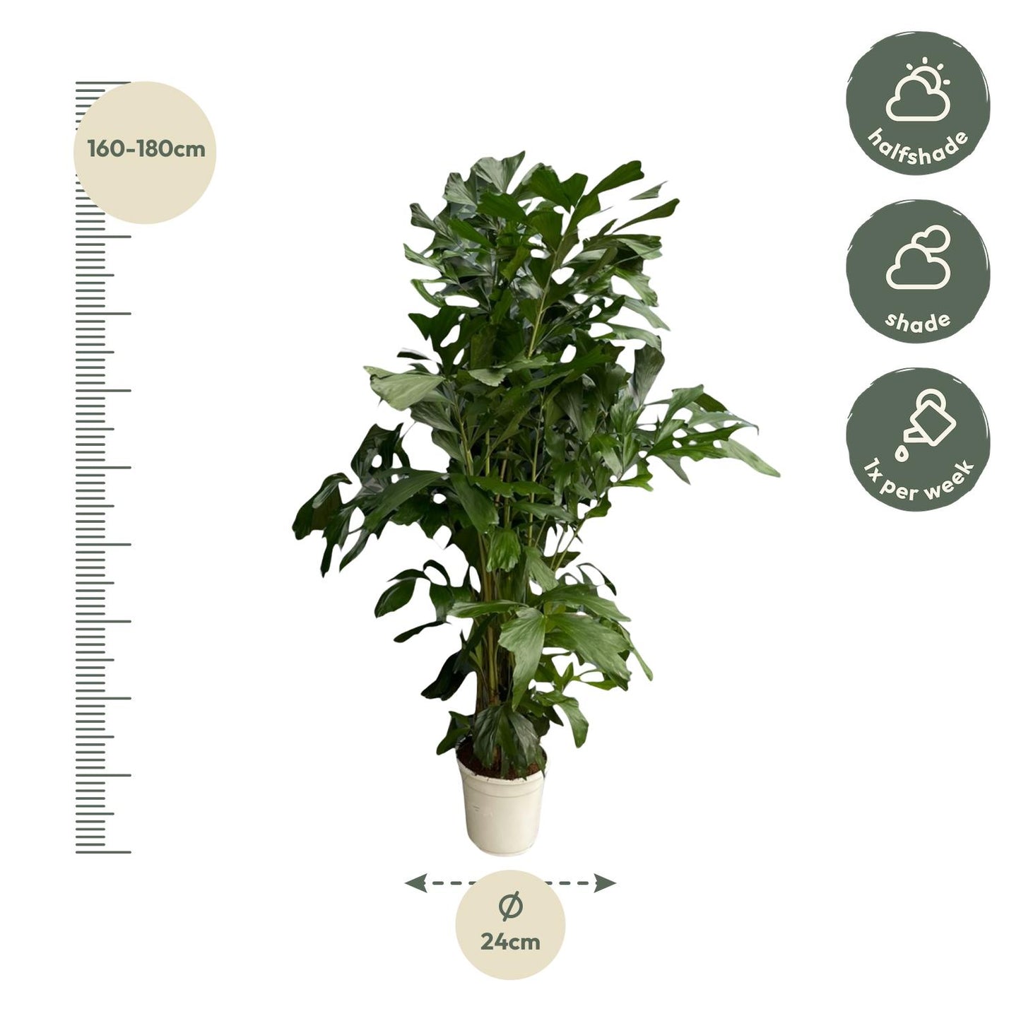 Caryota Mitis - 160 cm - Ø24