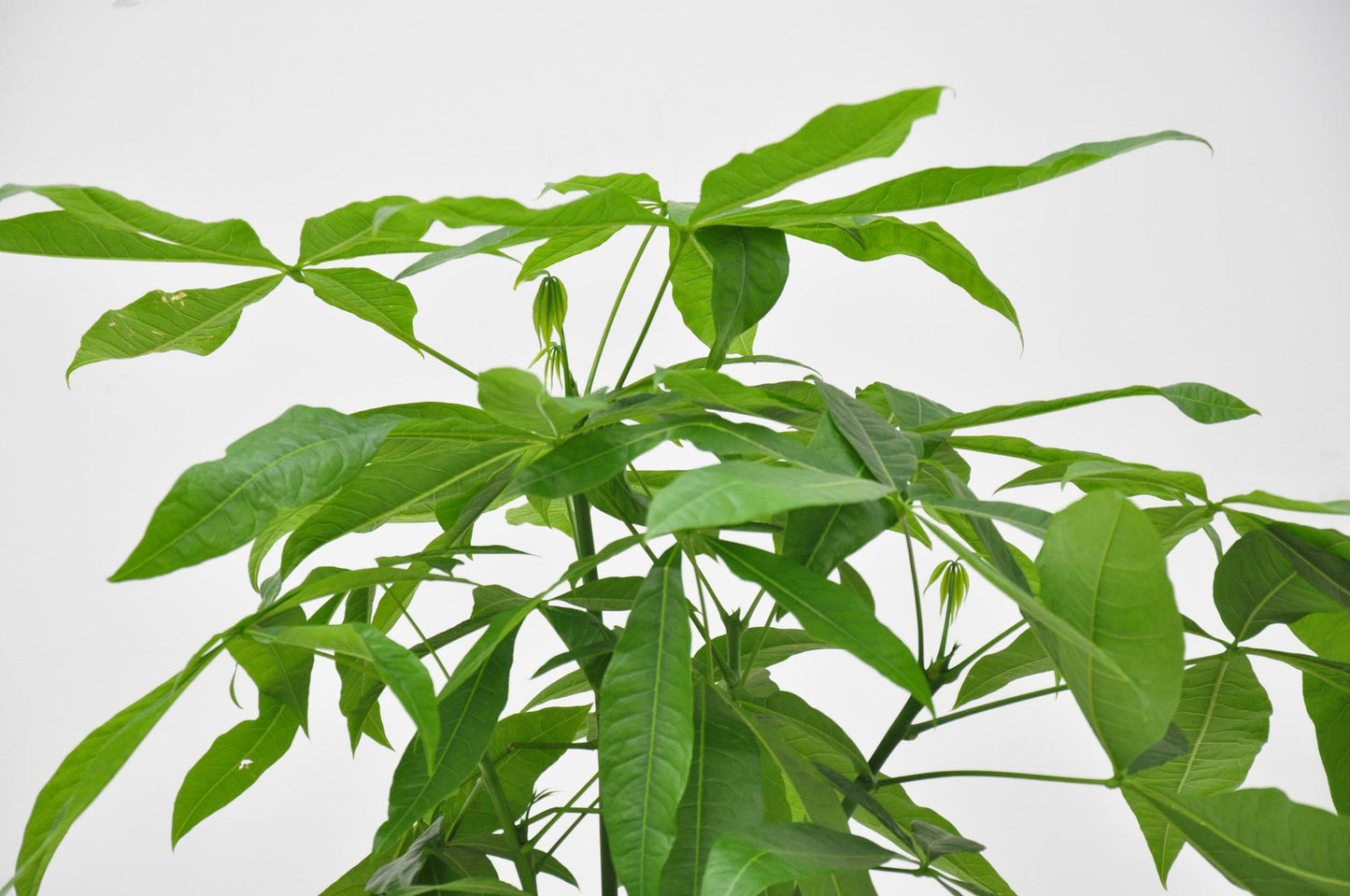 Pachira Aquatica - 140cm - ø 21-24cm