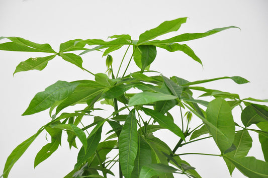 Pachira Aquatica - 140cm - ø 21-24cm