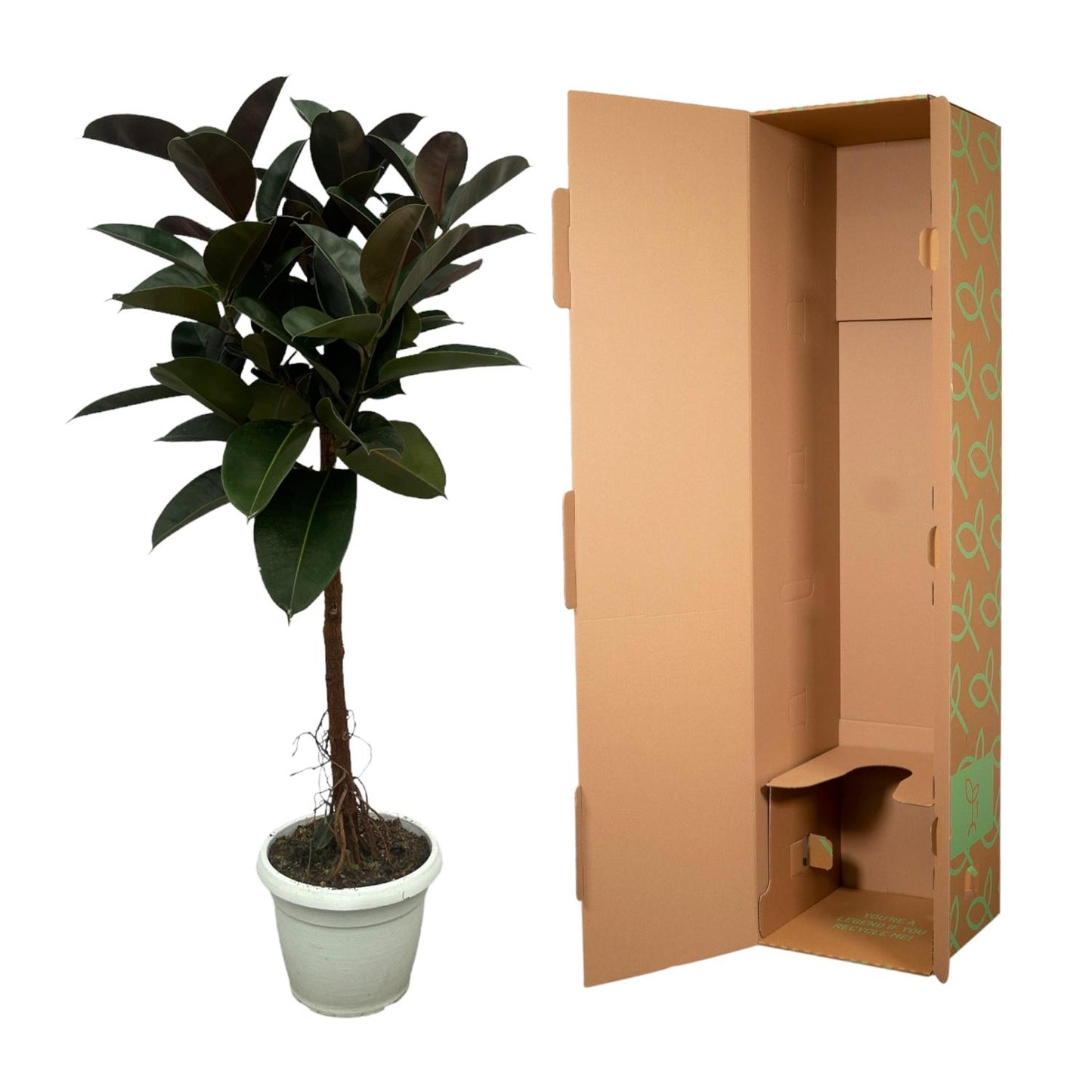 Ficus Elastica Robusta stam - 130 cm - Ø24cm