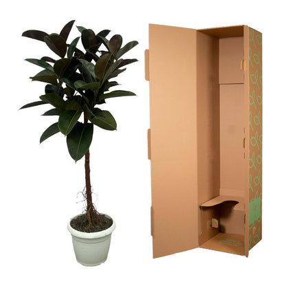 Ficus Elastica Robusta stam - 130 cm - Ø24cm