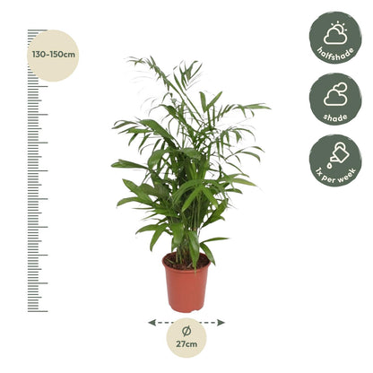 Chamaedorea Seifrizii - 140 cm - ø27