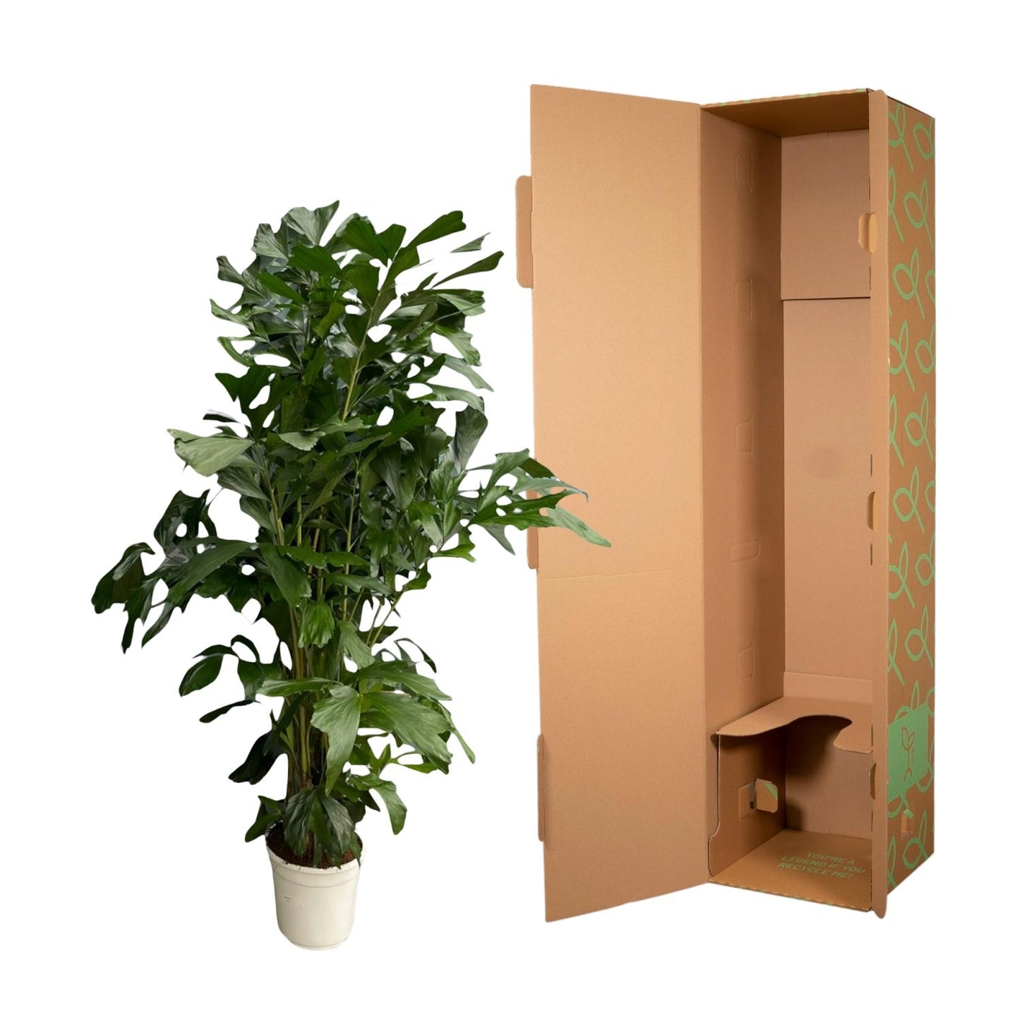 Caryota Mitis - 160 cm - Ø24