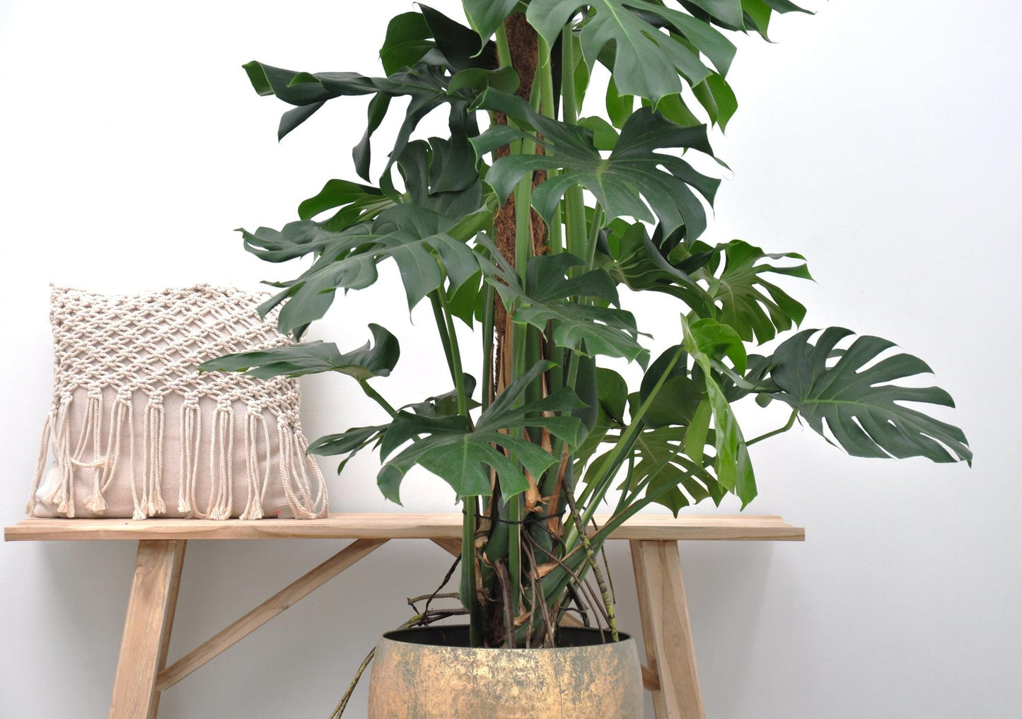 Monstera Deliciosa XXL - 145cm - ⌀27