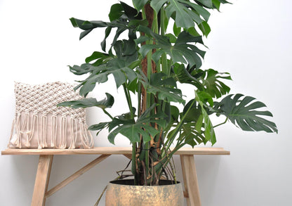 Monstera Deliciosa XXL - 145cm - ⌀27