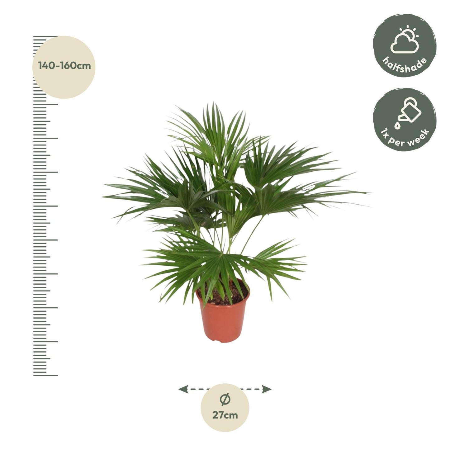 Livistona Chinensis - 150 cm - ø24