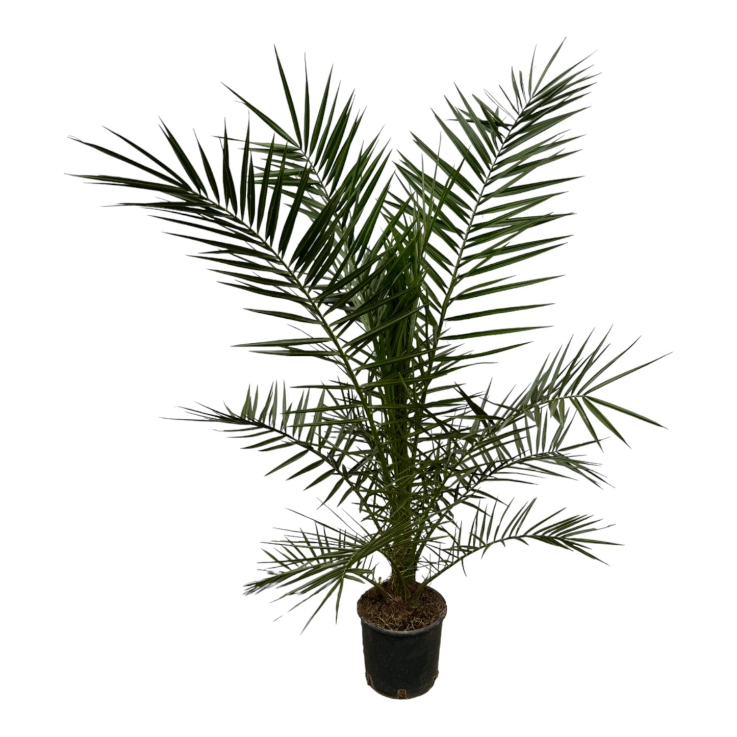 Phoenix Canariensis - 140 cm - Ø21cm