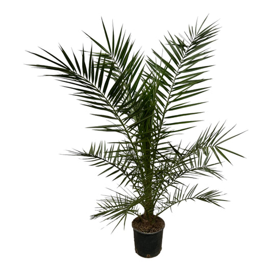 Phoenix Canariensis - 140 cm - Ø21cm