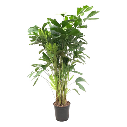 Caryota Mitis - 160 cm - ø24
