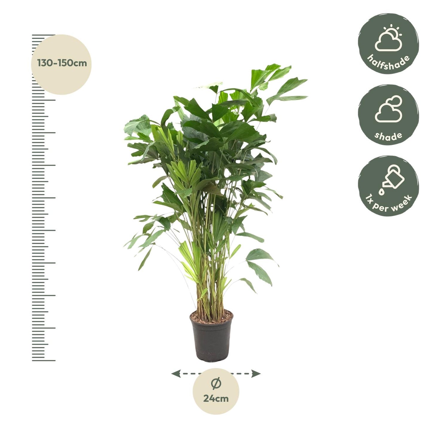 Caryota Mitis - 160 cm - ø24
