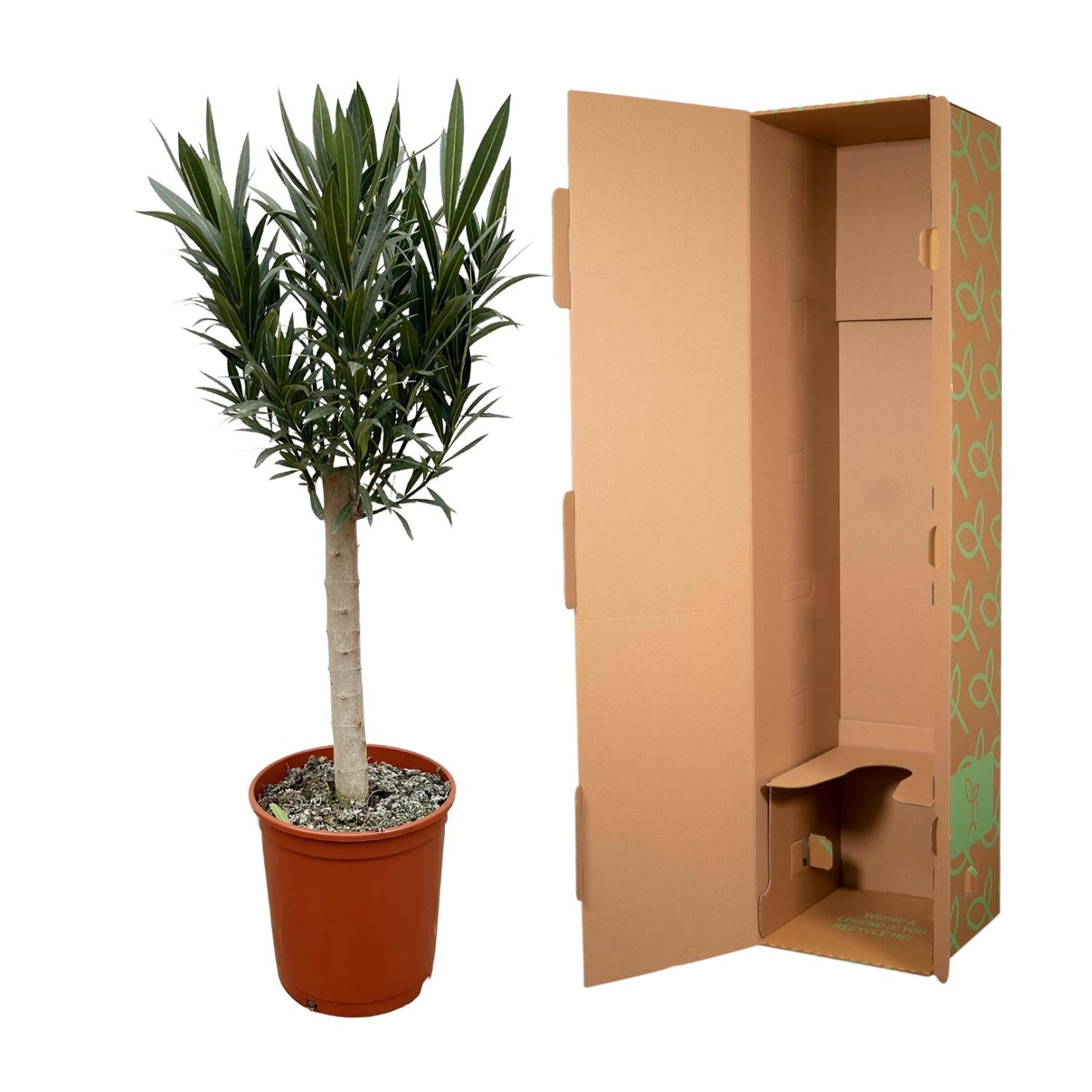 Nerium Oleander op stam met witte bloem - 110cm - Ø22