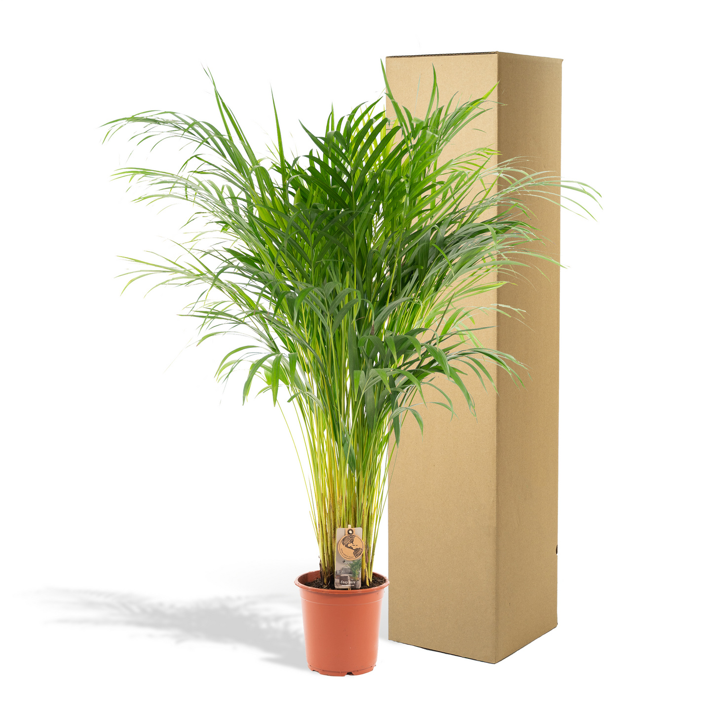 Areca palm - Ø21cm - ↕100cm