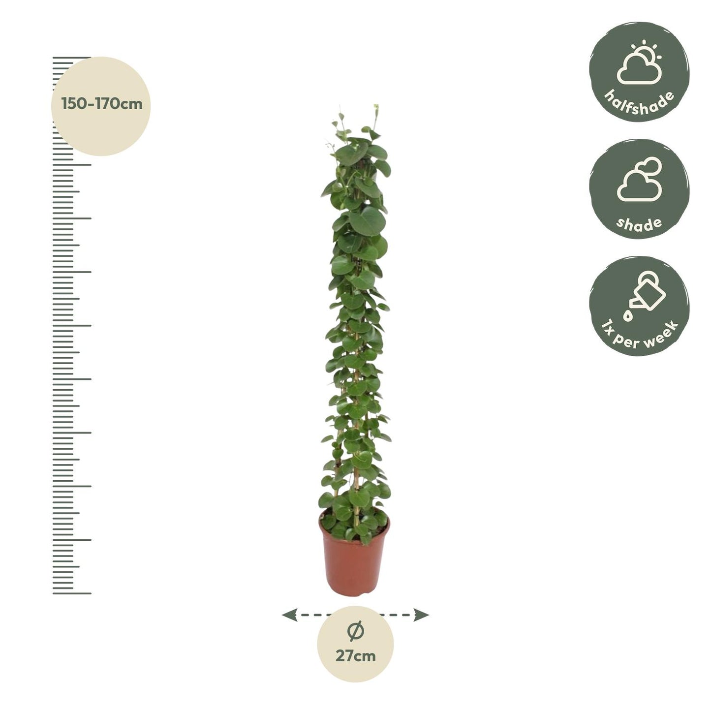 Cissus rotundifolia pyramide - 160 cm - ø27